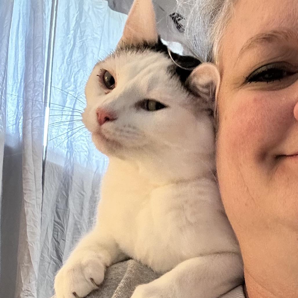 Enlarge Luna, a Adoptable Domestic Short Hair in Irwin, PA image 6/6