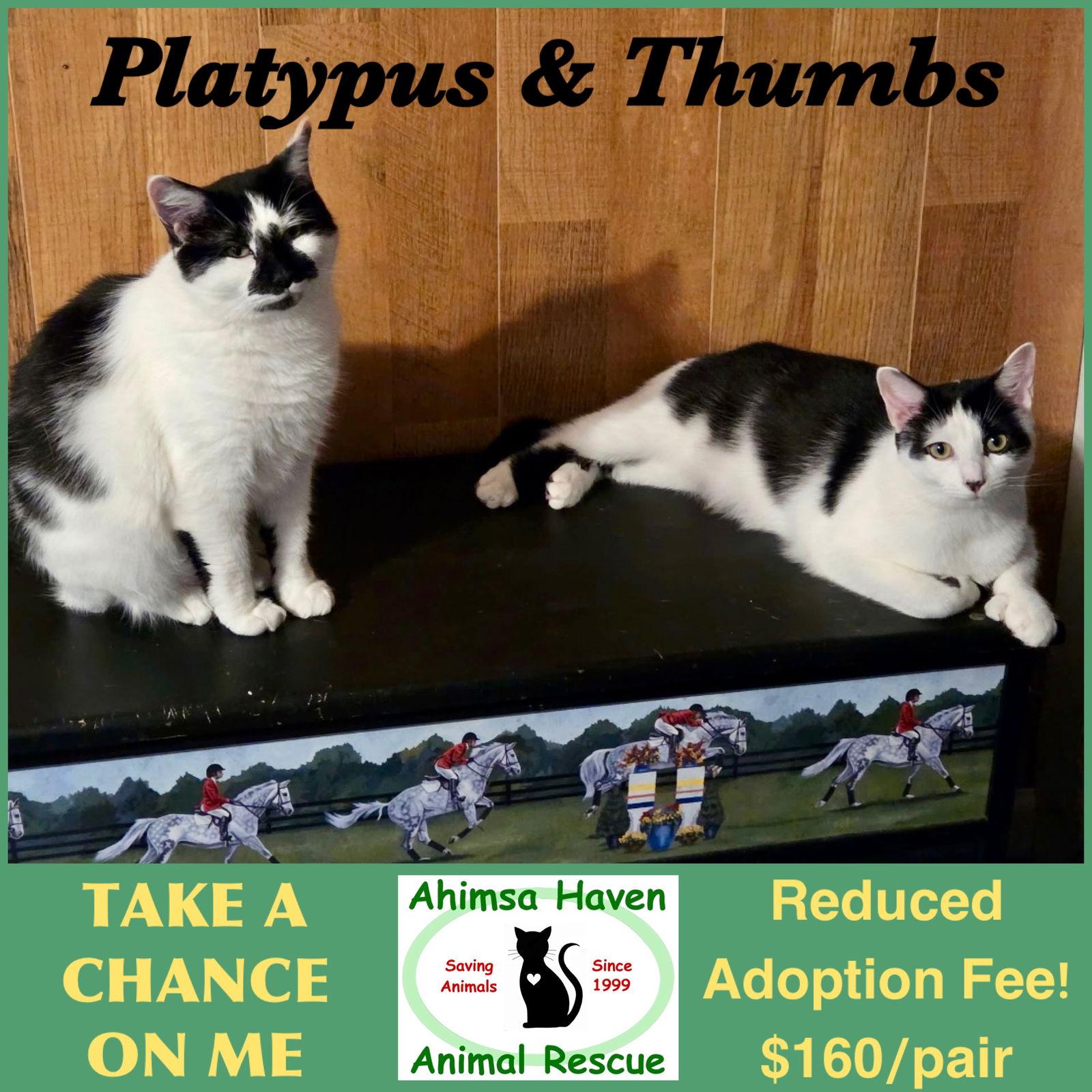 Thumbs & Platypus, a Adoptable Domestic Short Hair in Winchendon, MA image 1/2
