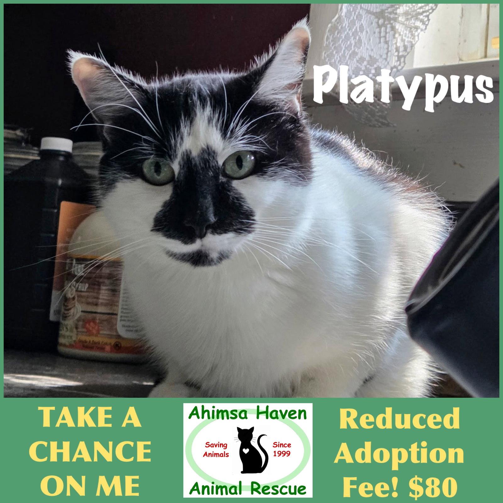 Enlarge Platypus, a Adoptable Domestic Short Hair in Winchendon, MA image 1/1