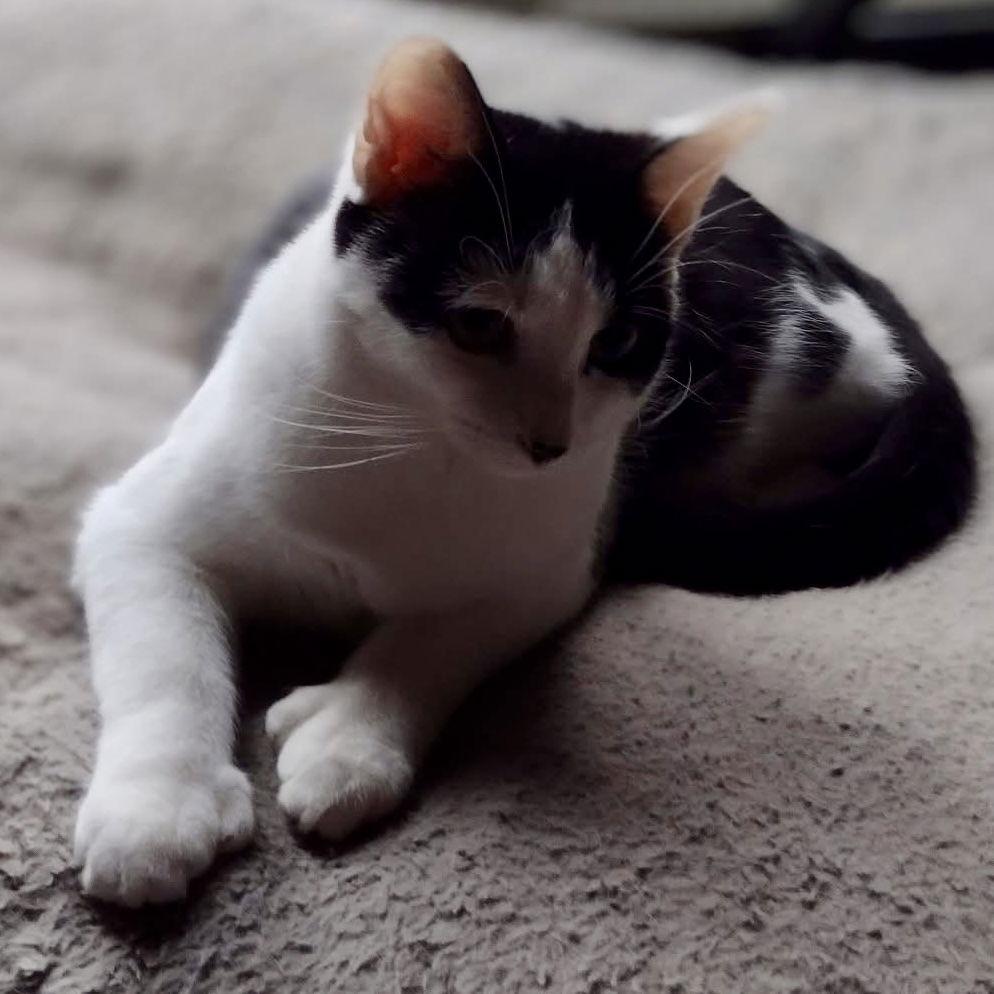 Thumbs & Platypus, a Adoptable Domestic Short Hair in Winchendon, MA image 2/2