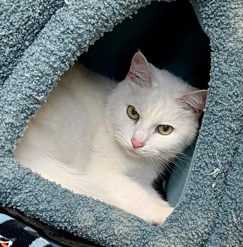 Snowflake, Adoptable, Senior Female Domestic Short Hair.