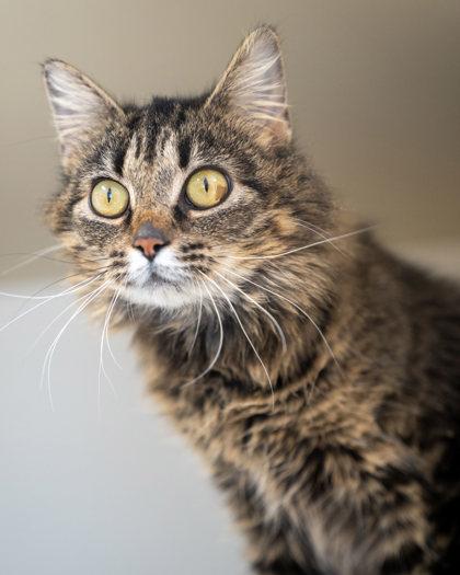 Enlarge Udon, a Adoptable mixed breed in Pequot Lakes, MN image 2/2