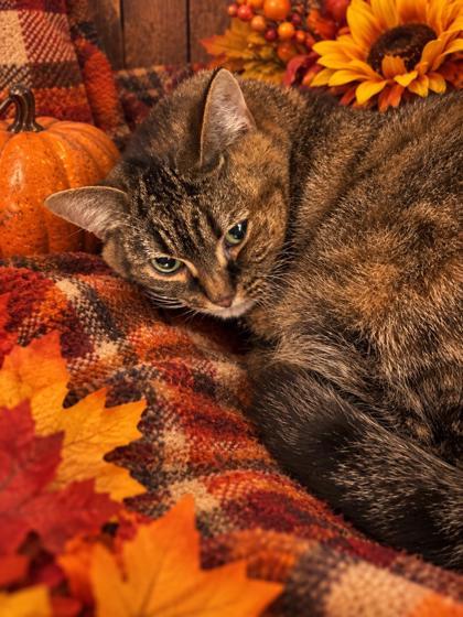Raja, Adoptable, Adult Female Domestic Short Hair.