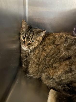 Enlarge Raja, a Adoptable Domestic Short Hair in Belleville, MI image 2/2