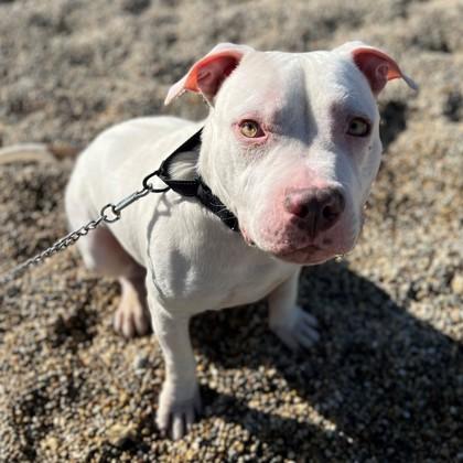 Johnnie, an adoptable Mixed Breed in Janesville, WI, 53545 | Photo Image 6