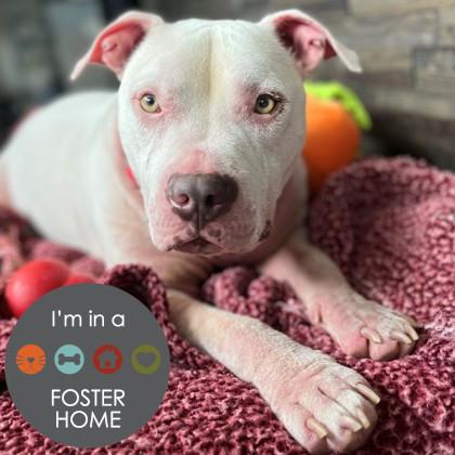 Johnnie, an adoptable Mixed Breed in Janesville, WI, 53545 | Photo Image 1