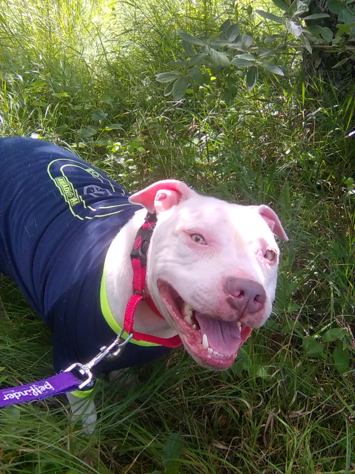 Johnnie, an adoptable Mixed Breed in Janesville, WI, 53545 | Photo Image 3