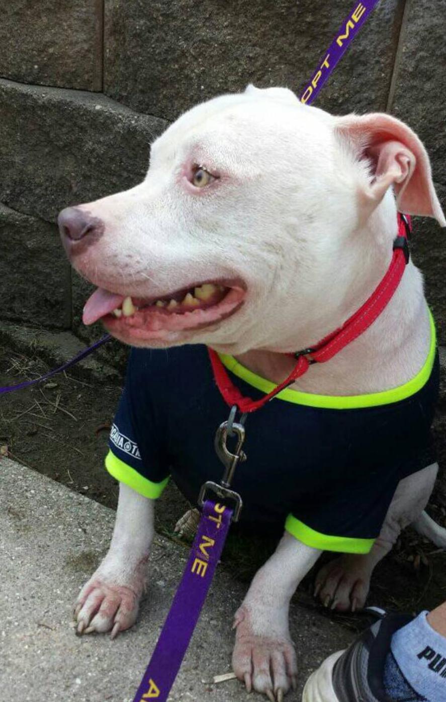 Enlarge Johnnie, a Adoptable Mixed Breed in Janesville, WI image 2/6