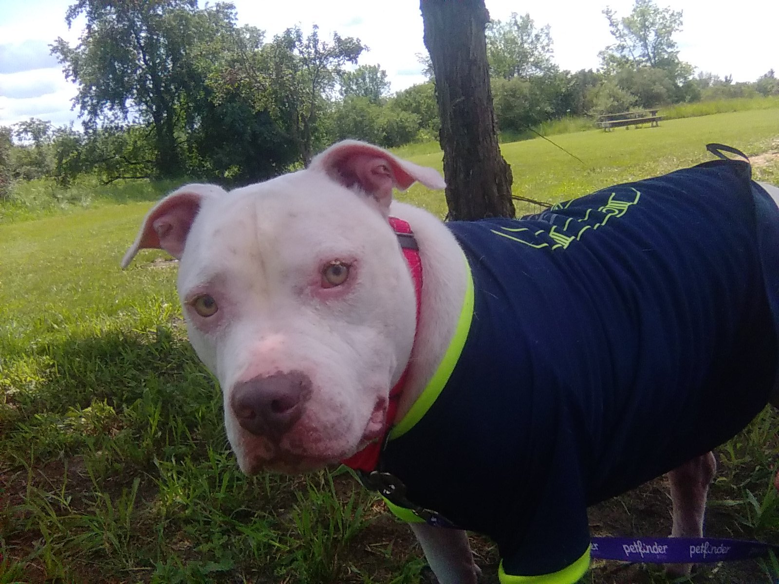 Johnnie, an adoptable Mixed Breed in Janesville, WI, 53545 | Photo Image 4