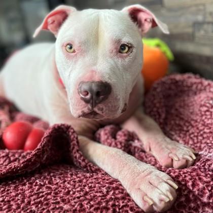 Johnnie, an adoptable Mixed Breed in Janesville, WI, 53545 | Photo Image 3