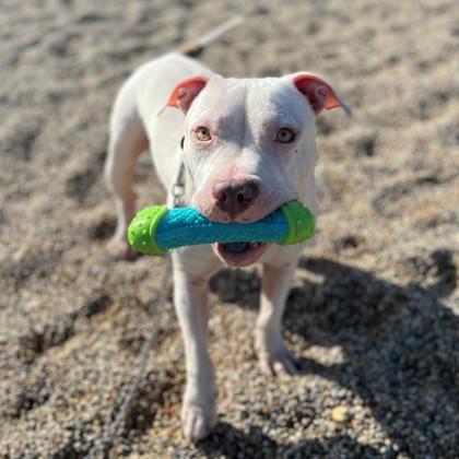 Johnnie, Adoptable, Senior Male Mixed Breed.