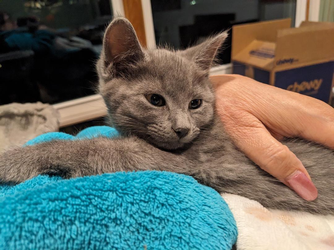 Jib, a Adoptable Domestic Short Hair in Binghamton, NY image 2/4