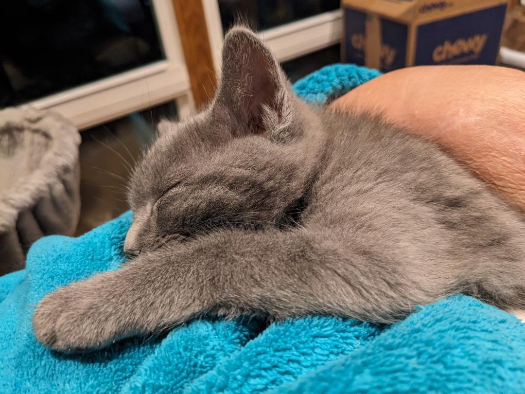 Jib, a Adoptable Domestic Short Hair in Binghamton, NY image 3/4