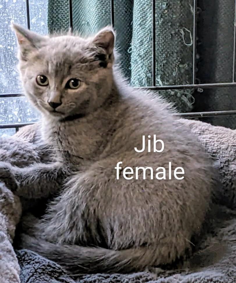 Jib, a Adoptable Domestic Short Hair in Binghamton, NY image 4/4