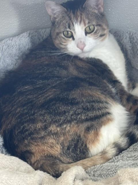 Miley, Adoptable, Adult Female Exotic Shorthair.