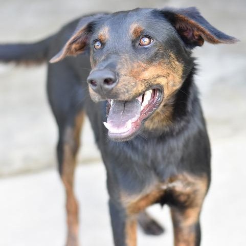 Blaze, an adoptable Shepherd, Chocolate Labrador Retriever in Calumet, MI, 49913 | Photo Image 2