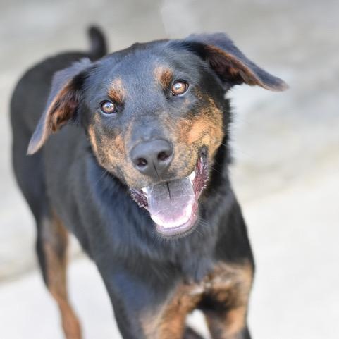 Blaze, an adoptable Shepherd, Chocolate Labrador Retriever in Calumet, MI, 49913 | Photo Image 1