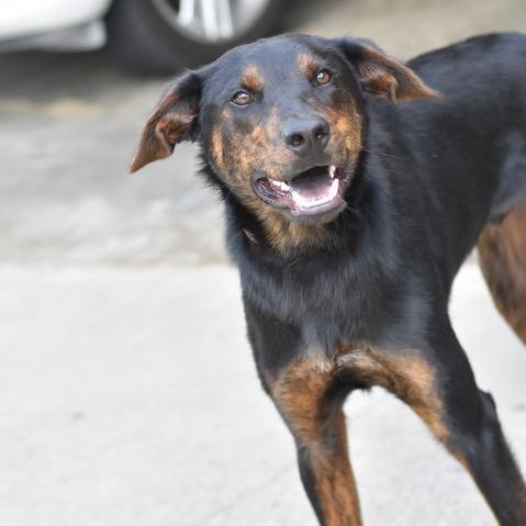 Blaze, an adoptable Shepherd, Chocolate Labrador Retriever in Calumet, MI, 49913 | Photo Image 4