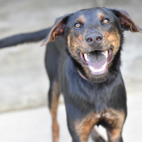Blaze, an adoptable Shepherd, Chocolate Labrador Retriever in Calumet, MI, 49913 | Photo Image 3