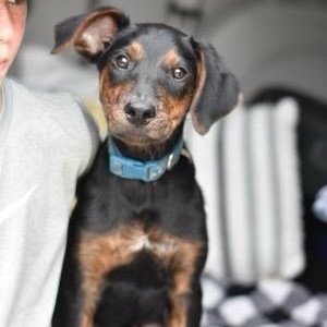 Blaze, an adoptable Shepherd, Chocolate Labrador Retriever in Calumet, MI, 49913 | Photo Image 6