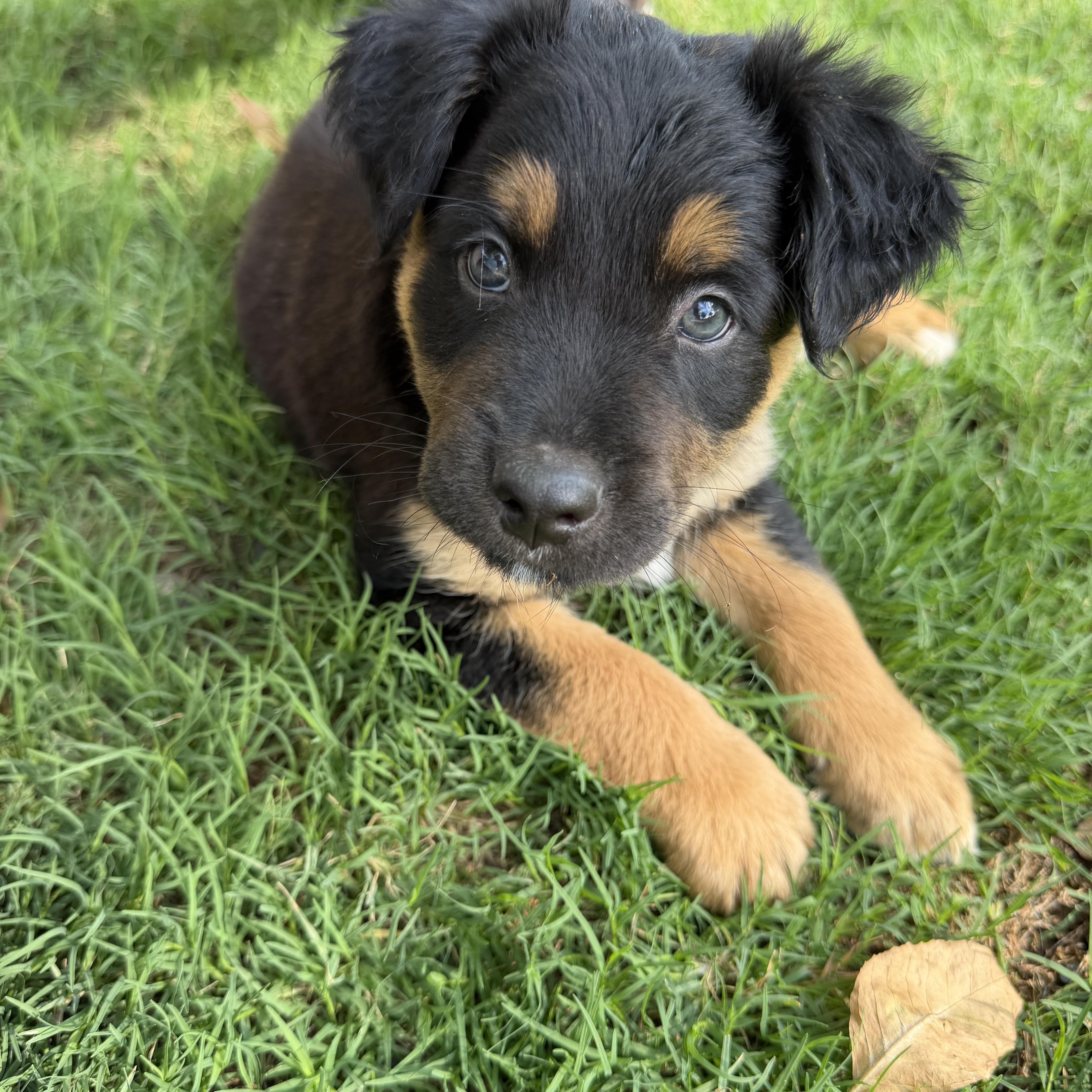 Enlarge Ruffles, a Adoptable mixed breed in Gilbert, AZ image 2/5