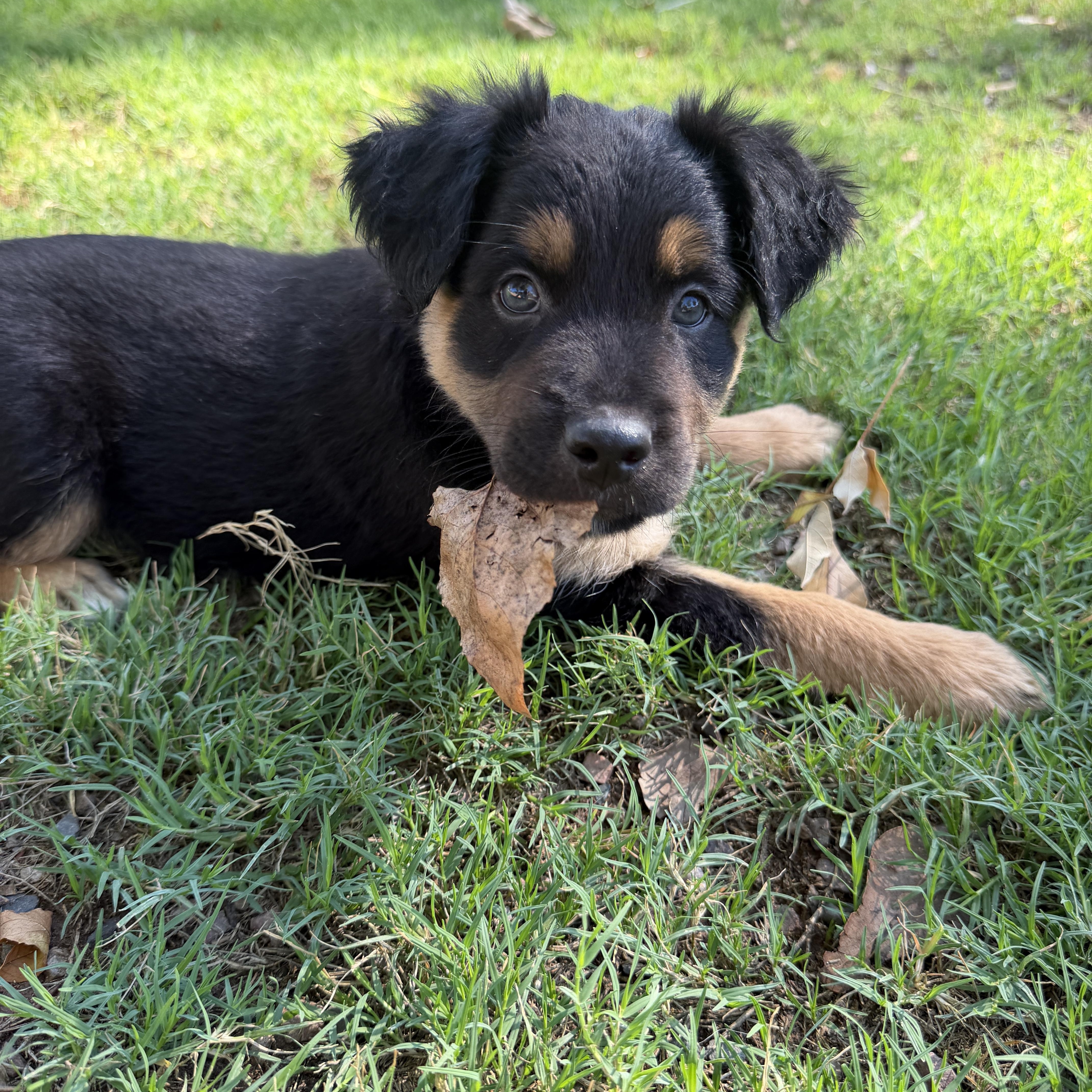 Ruffles, Adoptable, Puppy Female Australian Shepherd & Bernese Mountain Dog.