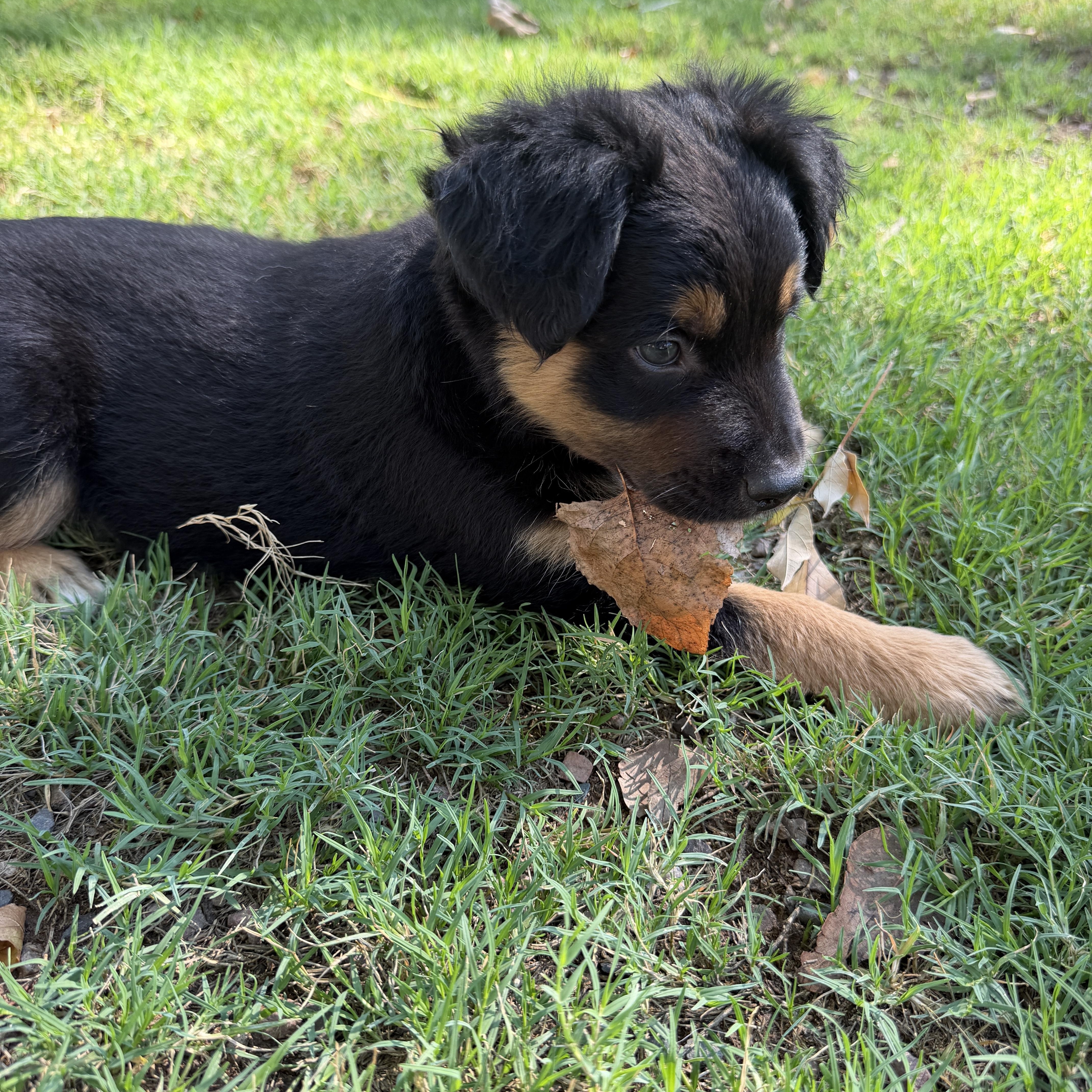 Enlarge Ruffles, a Adoptable mixed breed in Gilbert, AZ image 5/5