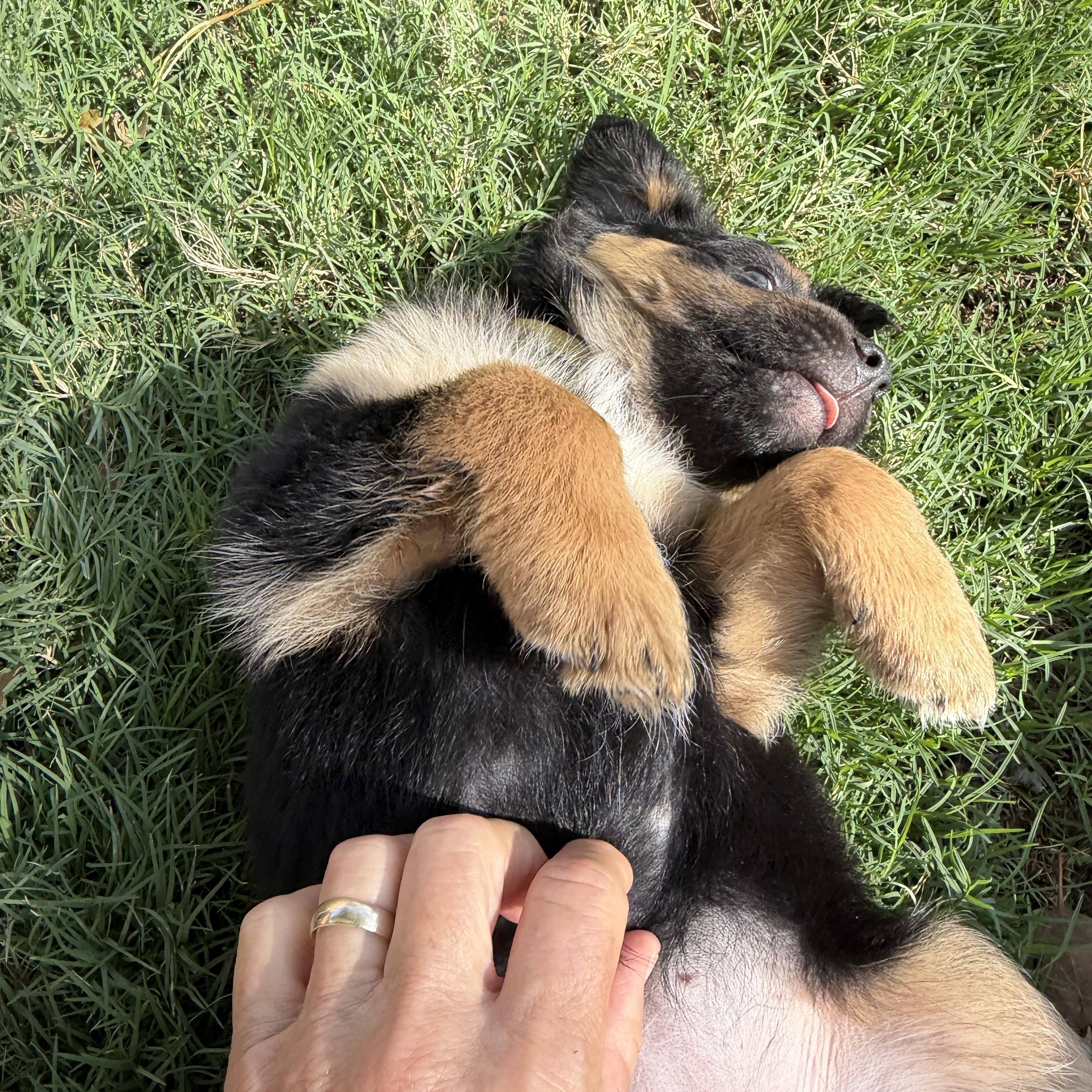 Enlarge Ruffles, a Adoptable mixed breed in Gilbert, AZ image 3/5