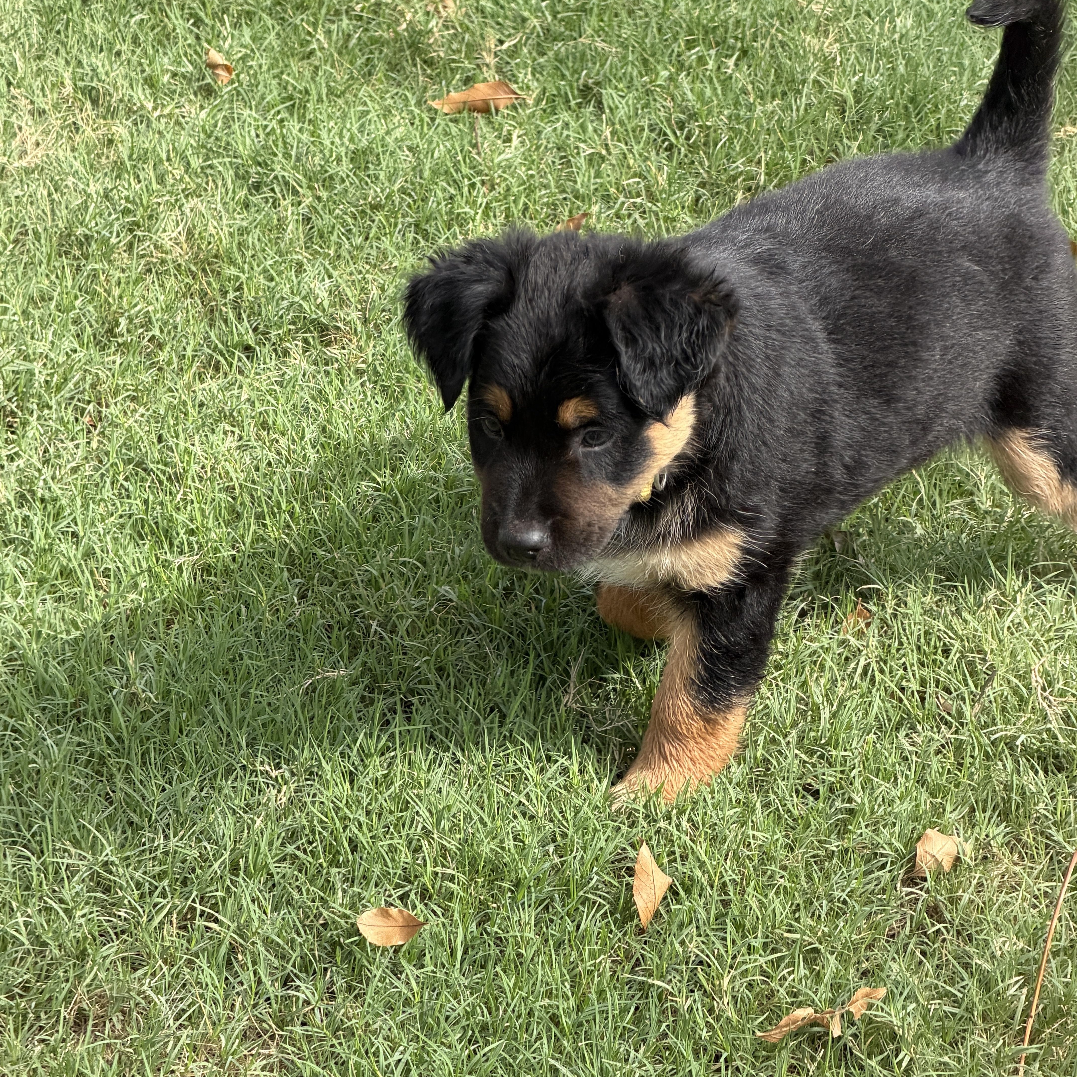 Enlarge Ruffles, a Adoptable mixed breed in Gilbert, AZ image 4/5