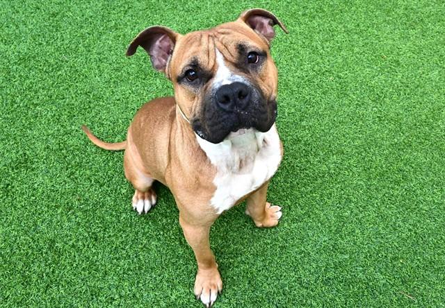 ODIN, Adoptable, Adult Male Pit Bull Terrier.