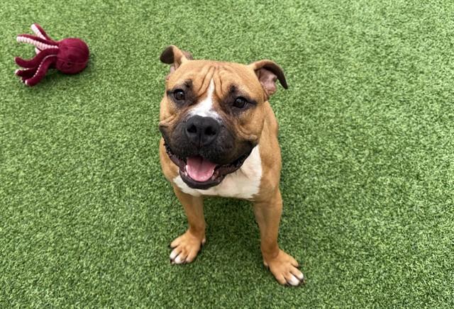 Enlarge ODIN, a Adoptable Pit Bull Terrier in Fort Lauderdale, FL image 1/1