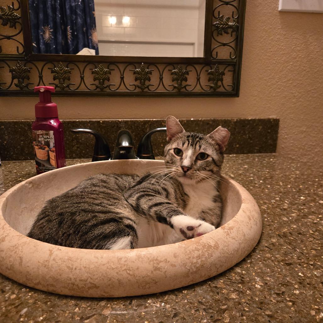 Reggie, Adoptable, Young Male Domestic Short Hair.