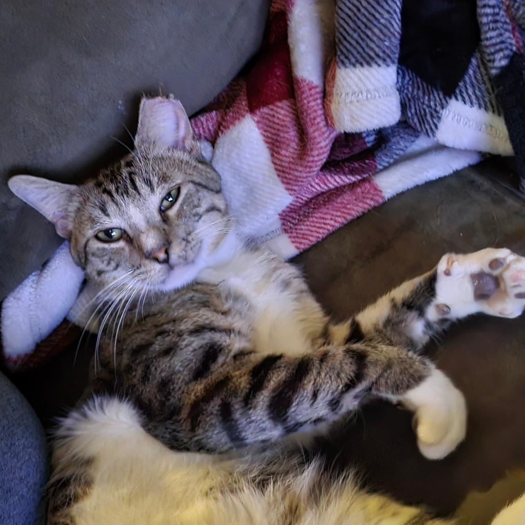 Enlarge Reggie, a Adoptable Domestic Short Hair in Houston, TX image 2/4