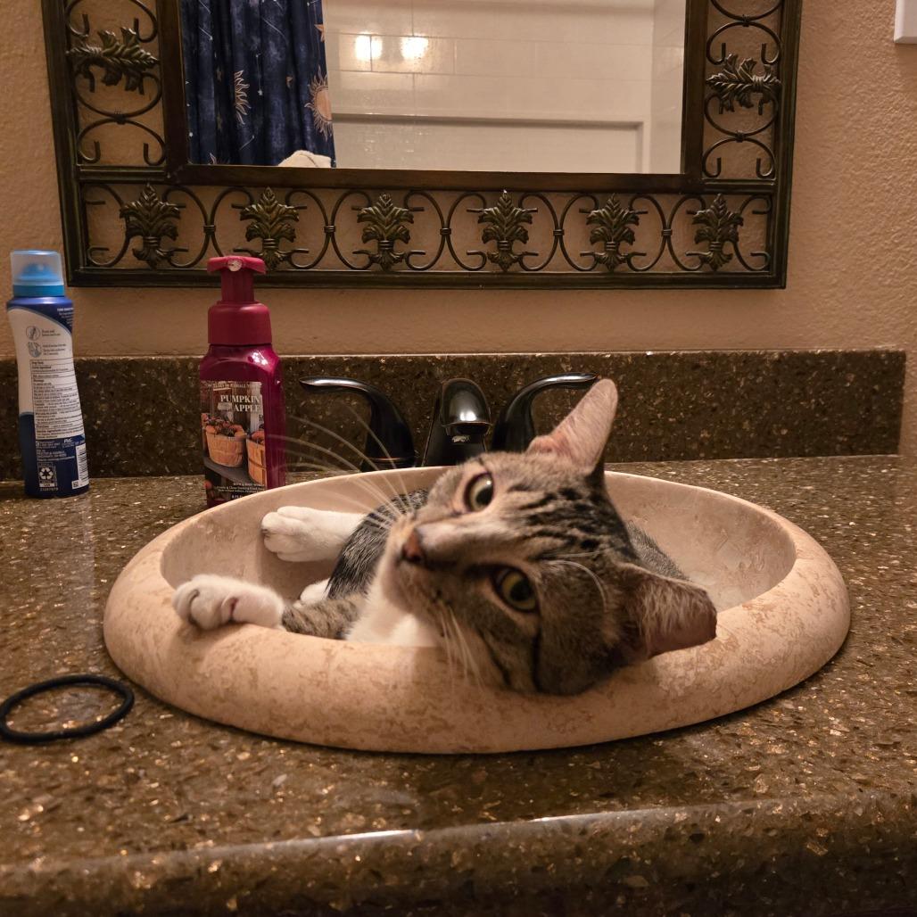 Enlarge Reggie, a Adoptable Domestic Short Hair in Houston, TX image 3/4