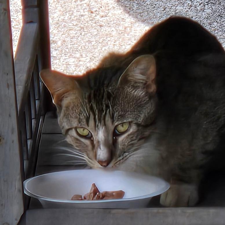 Enlarge Reggie, a Adoptable Domestic Short Hair in Houston, TX image 4/4