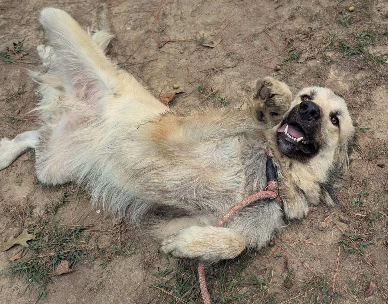 Enlarge DUTCH, a Adoptable mixed breed in Fosters, AL image 3/3