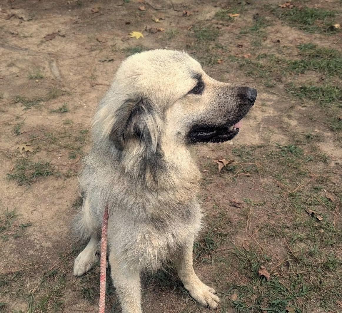 Enlarge DUTCH, a Adoptable mixed breed in Fosters, AL image 2/3