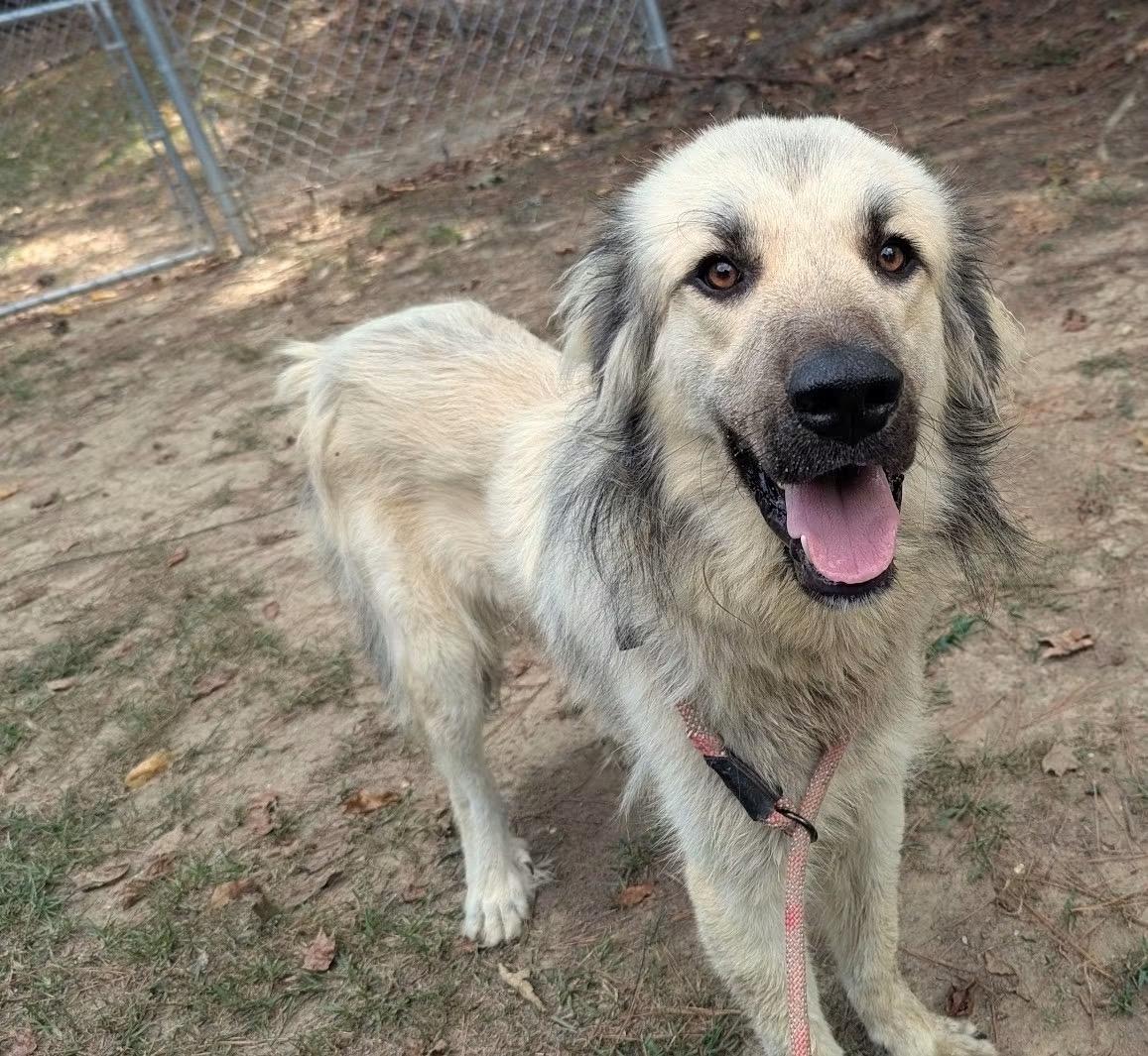 DUTCH, Adoptable, Young Male Great Pyrenees & Anatolian Shepherd.