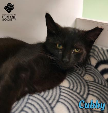 Cubby, Adoptable, Kitten Male Domestic Short Hair & Domestic Short Hair.