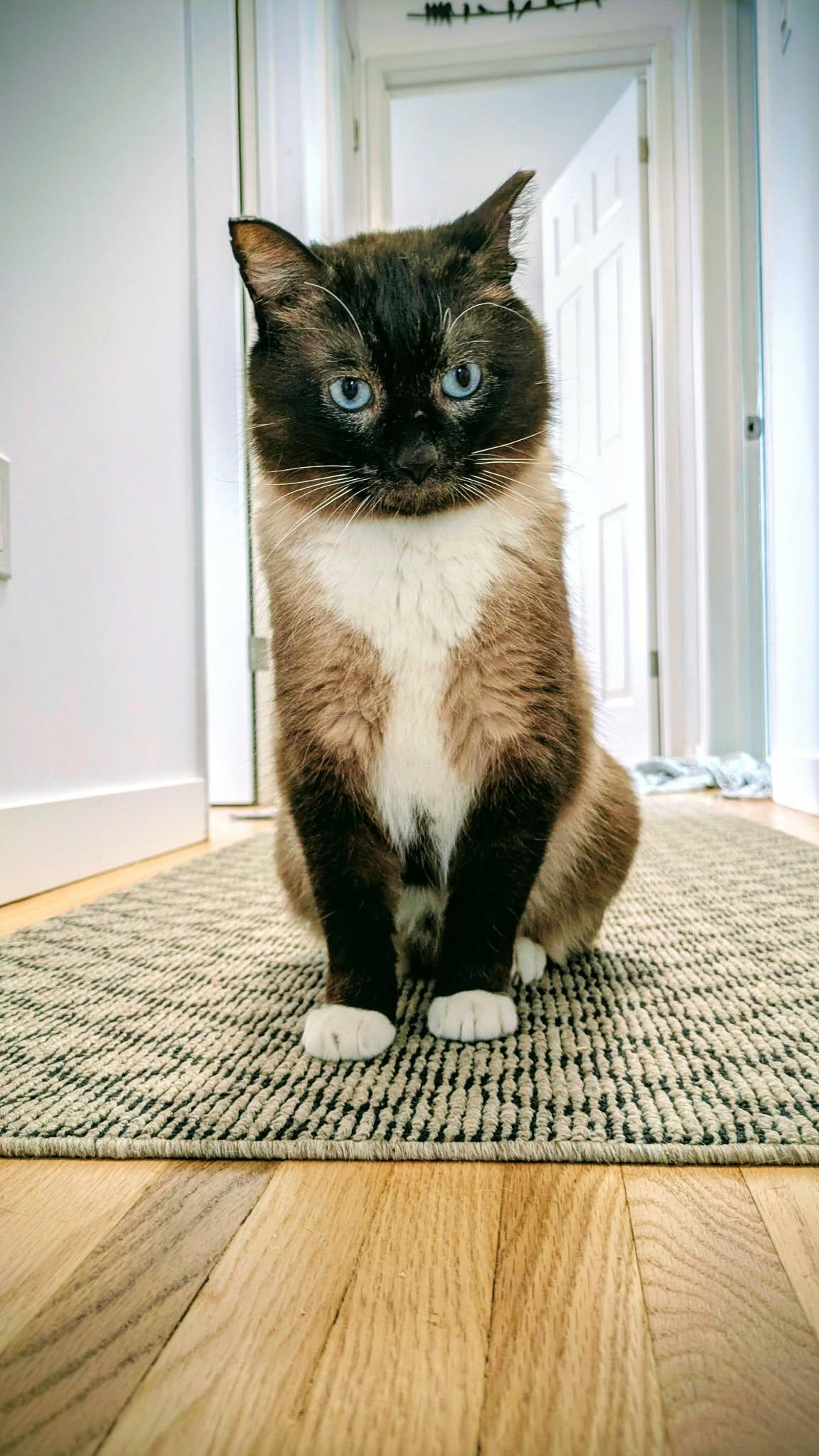 Cappachino, a Adoptable mixed breed in Winnipeg, MB image 3/3