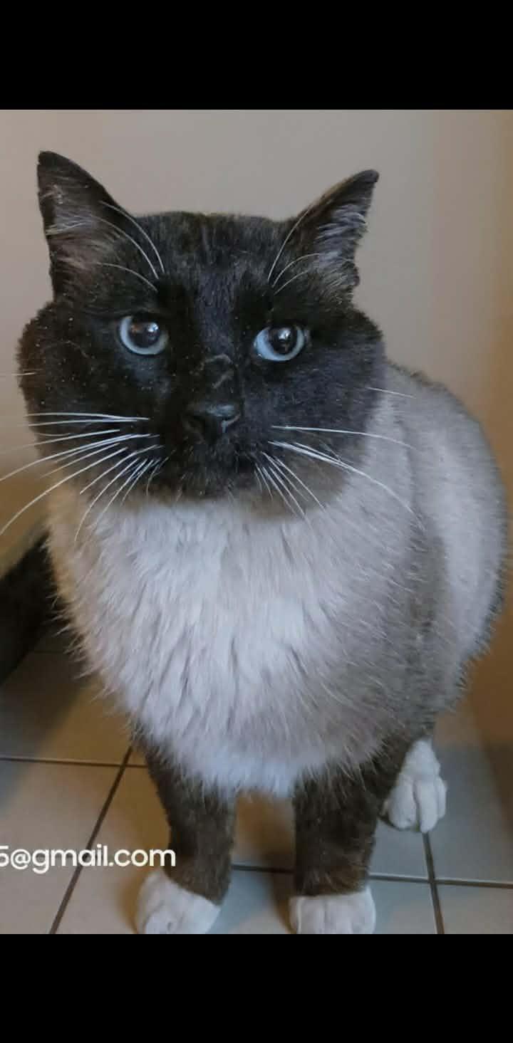 Cappachino, a Adoptable mixed breed in Winnipeg, MB image 2/3