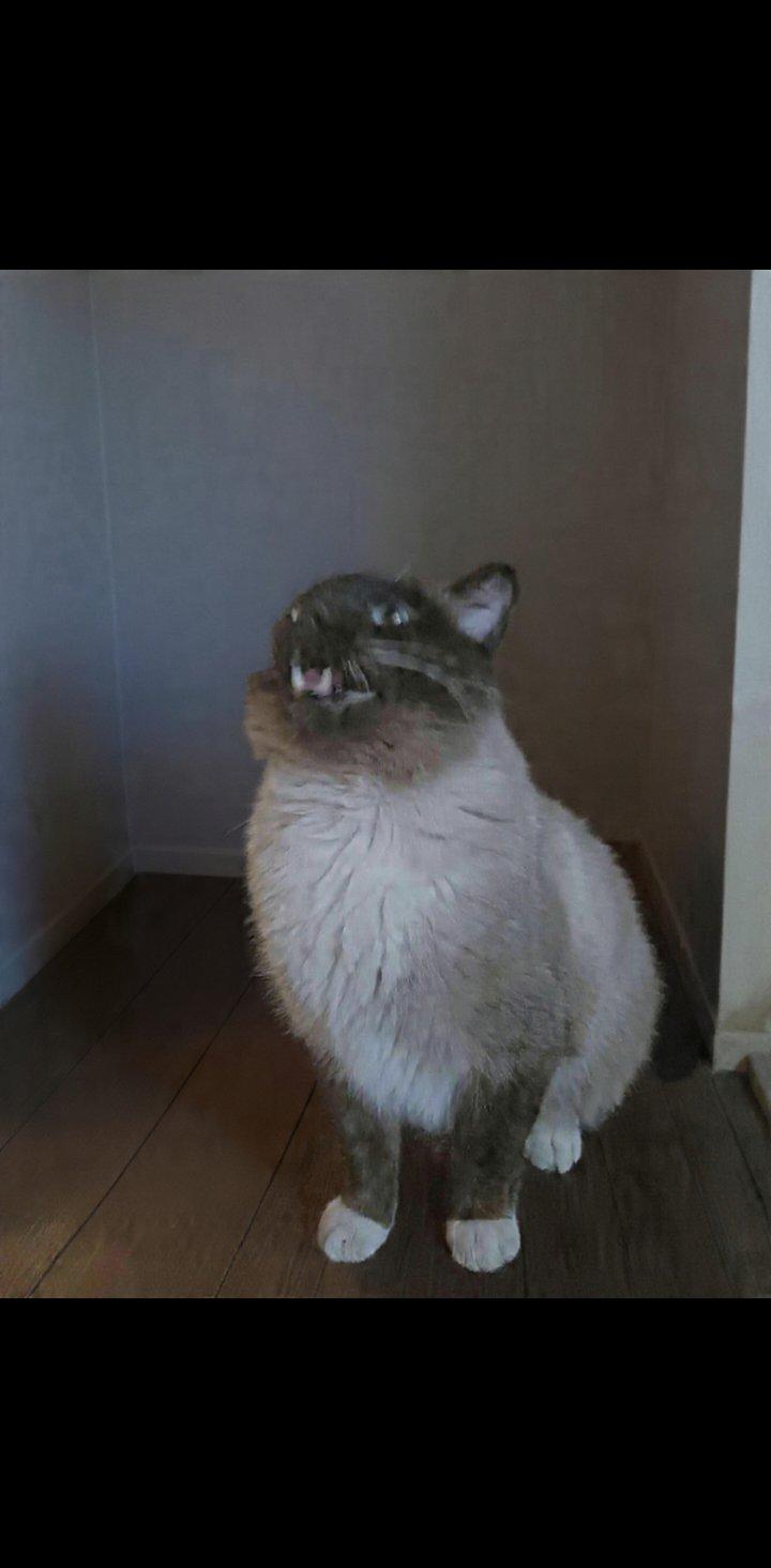 Cappachino, a Adoptable mixed breed in Winnipeg, MB image 1/3