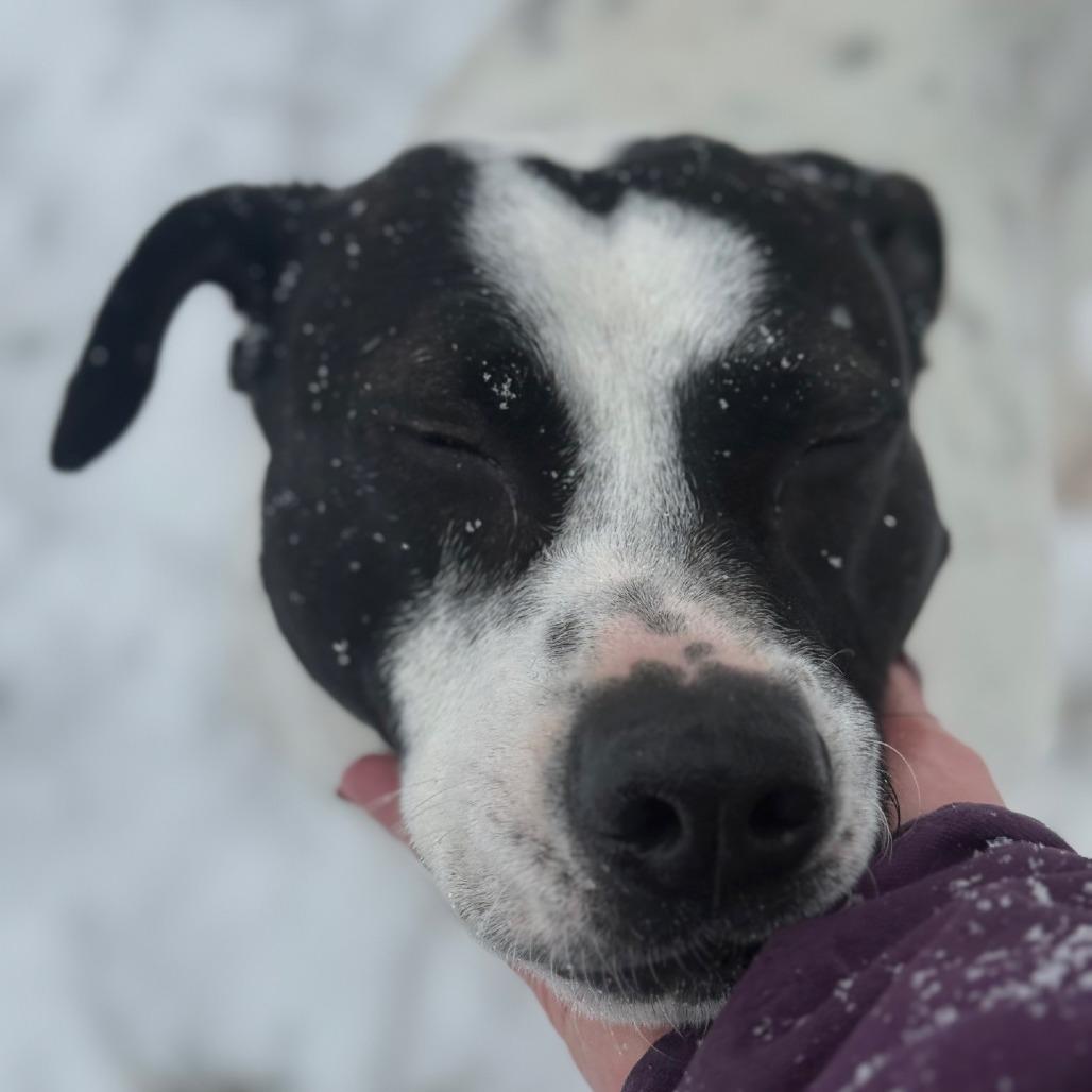 Enlarge Puppy, a Adoptable Mixed Breed in Red House, WV image 1/2