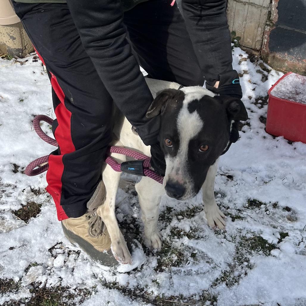 Puppy, Adoptable, Adult Male Mixed Breed.