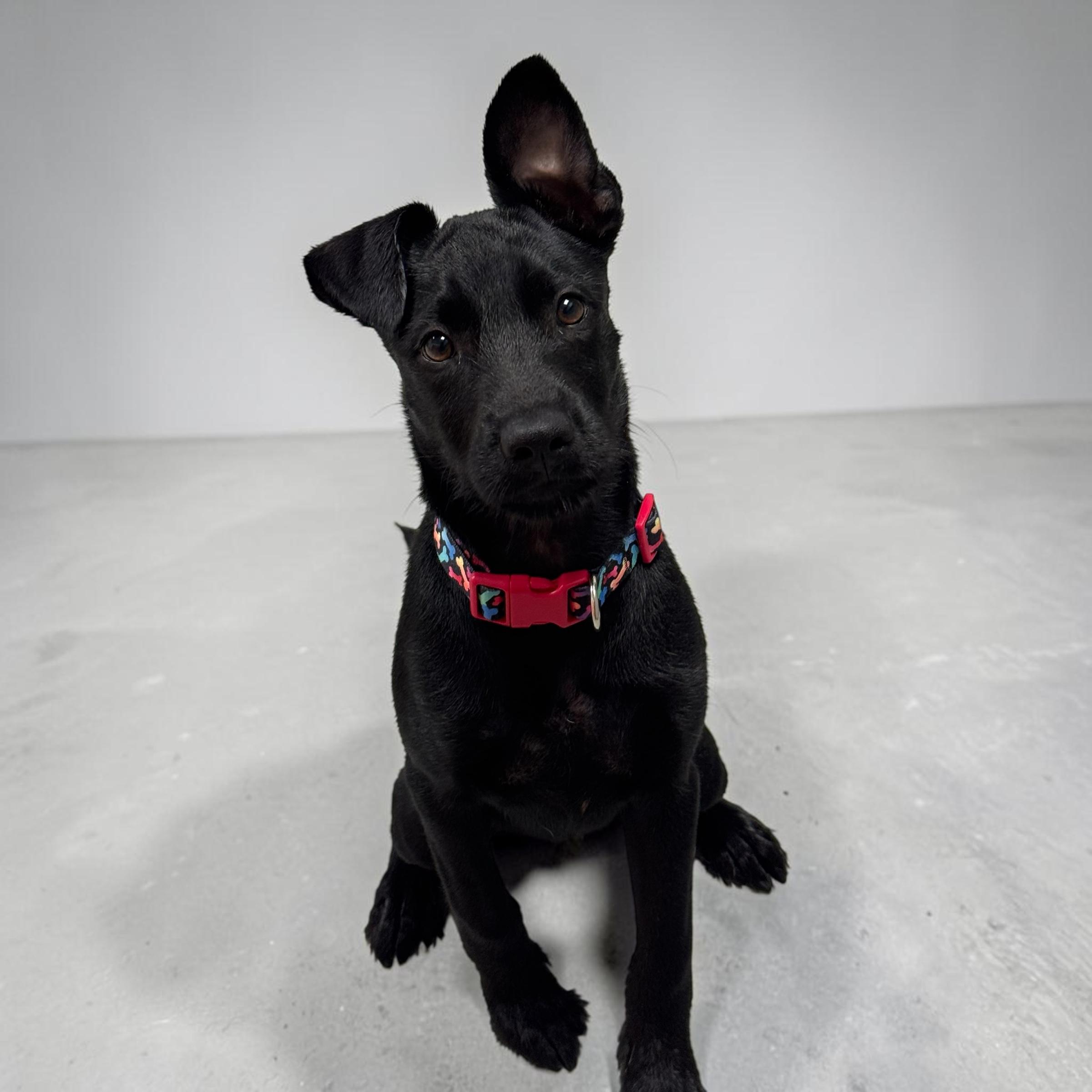 Enlarge Shadow, a Adopted mixed breed in Springfield, OR image 3/5