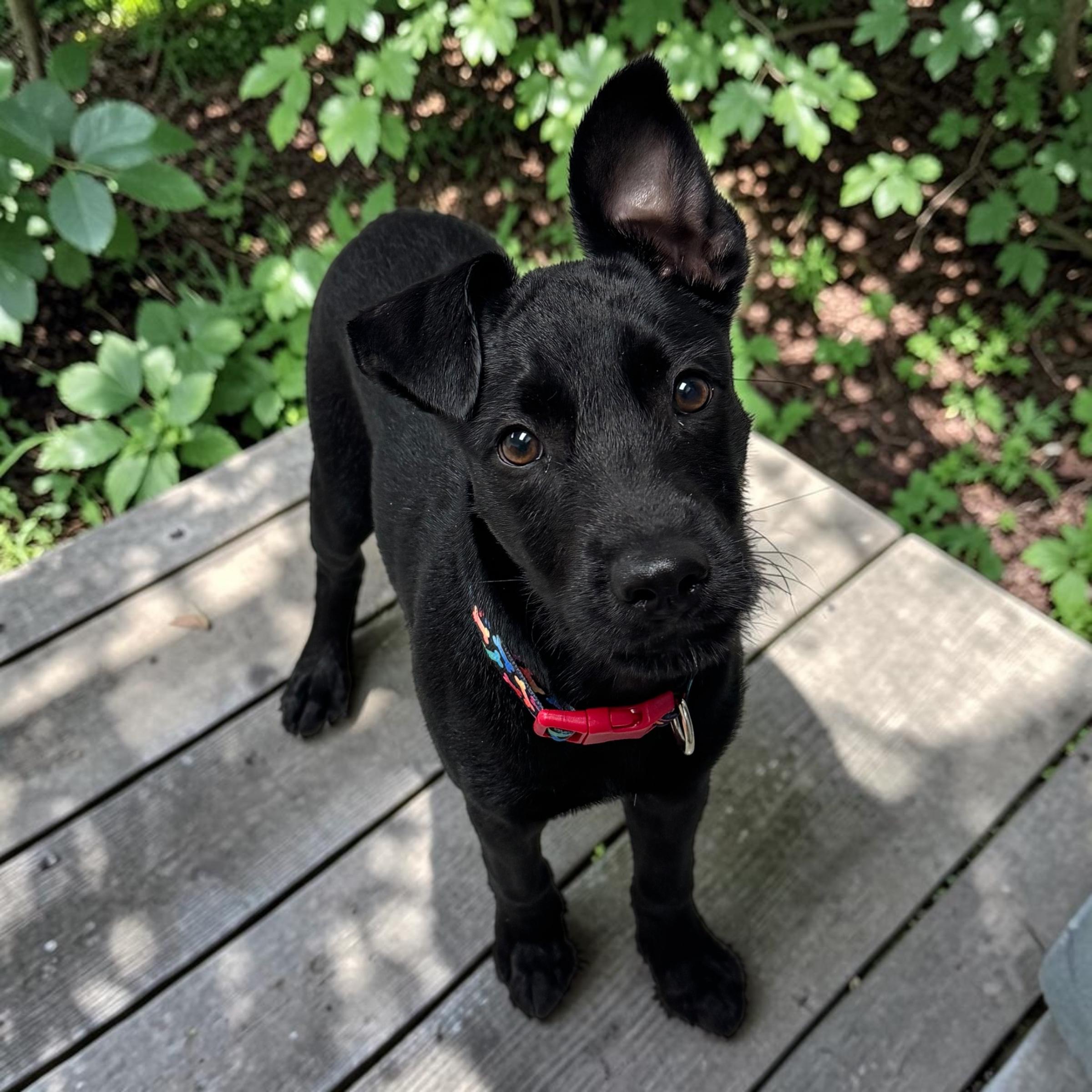 Enlarge Shadow, a Adopted mixed breed in Springfield, OR image 2/5