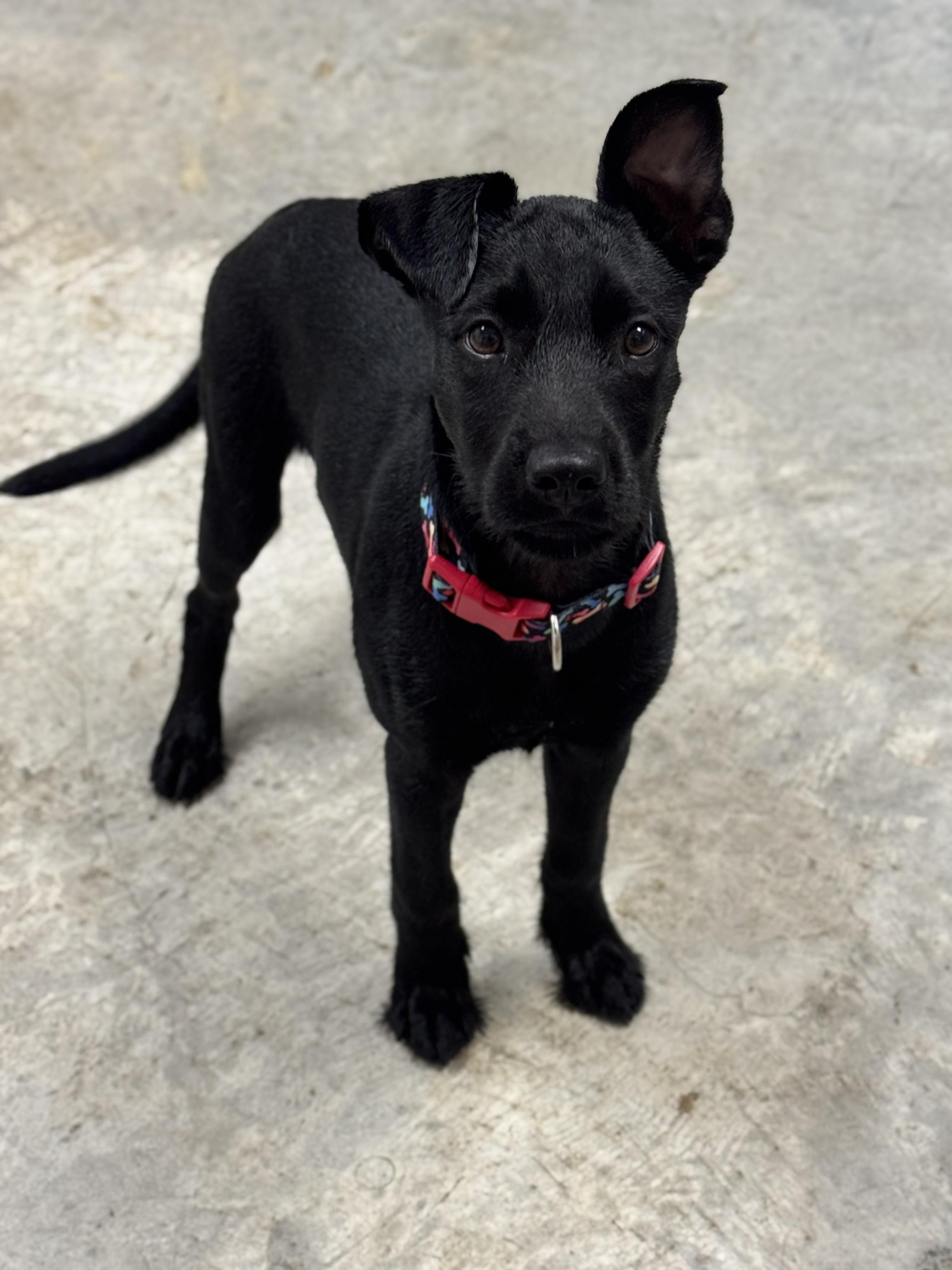 Enlarge Shadow, a Adopted mixed breed in Springfield, OR image 4/5