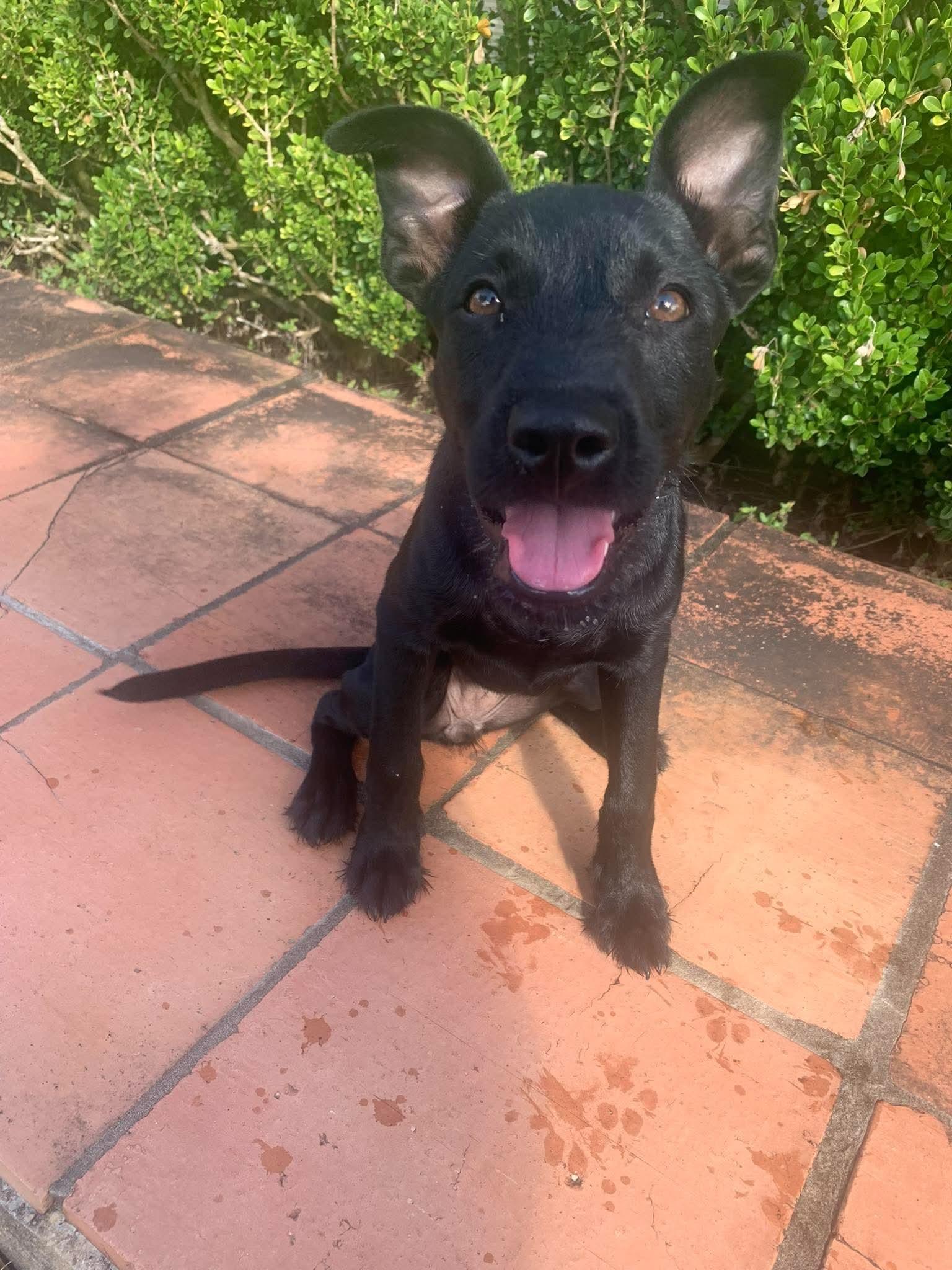 Enlarge Shadow, a Adopted mixed breed in Springfield, OR image 5/5