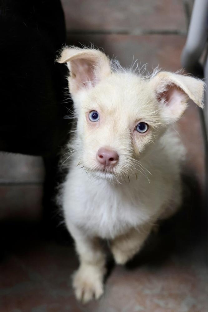 Alfalfa, Adopted, Puppy Male Chihuahua.