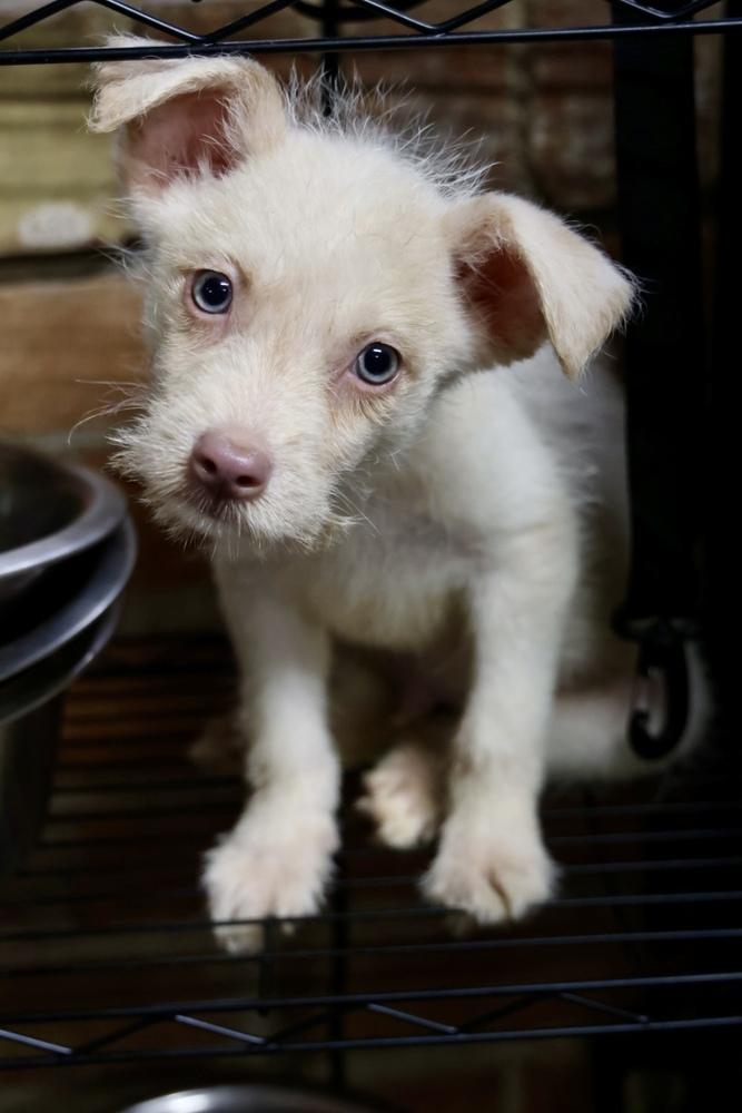 Alfalfa, a Adopted Chihuahua in TUCSON, AZ image 2/3